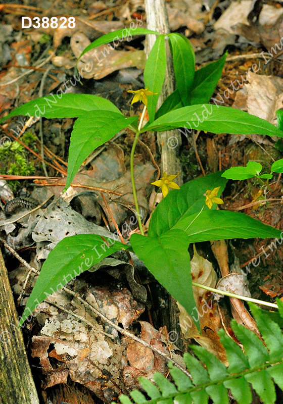 Lysimachia quadrifolia (Whorled Loosestrife, Primulaceae)